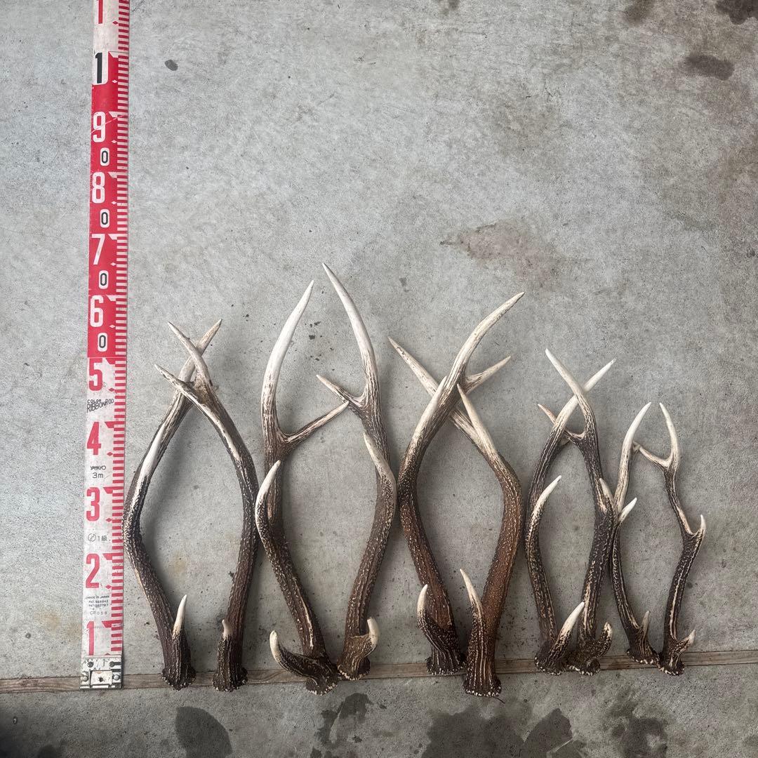 ④鹿の角セット ニホンジカ 10本セット - メルカリ