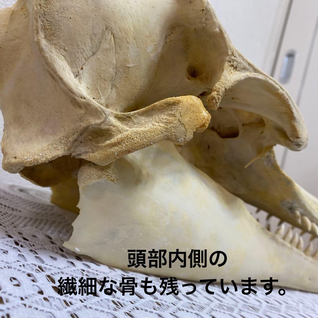 超希少種 シワハイルカ 頭骨 標本 海棲生物 いるか イルカ