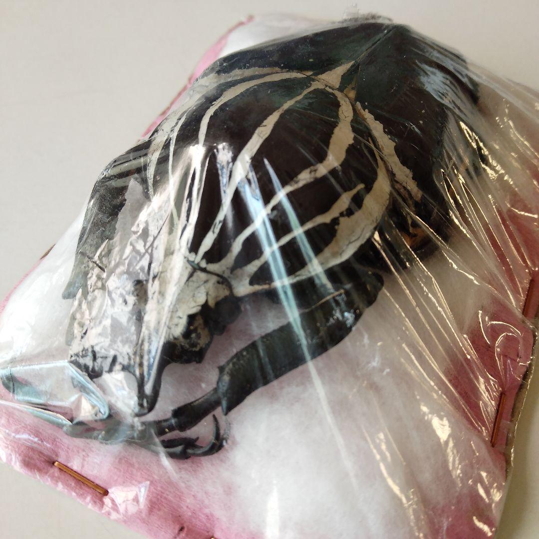 ゴライアスオオツノハナムグリ 昆虫標本 剥製 - メルカリ