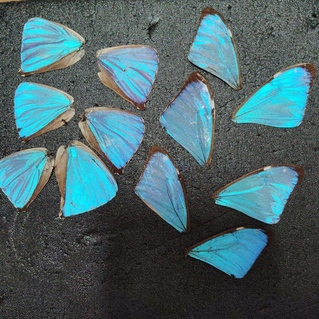 ブラジルのロスチャイルドヤママユ♂ 蝶標本 蛾標本 昆虫標本 ブラジル