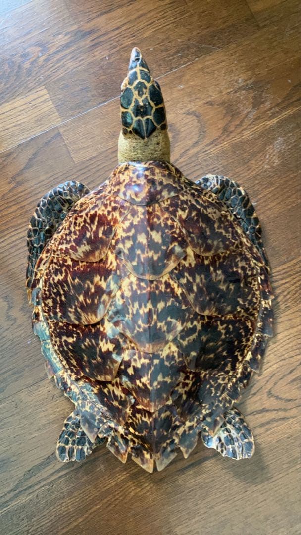 タイマイ べっ甲亀 剥製国際希少野生動植物種登録票有