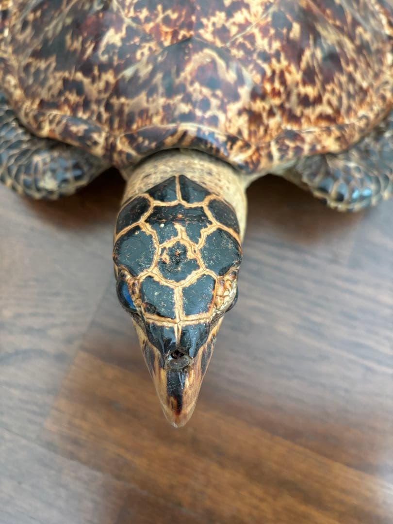 タイマイ べっ甲亀 剥製 国際希少野生動植物種登録票有 - メルカリ