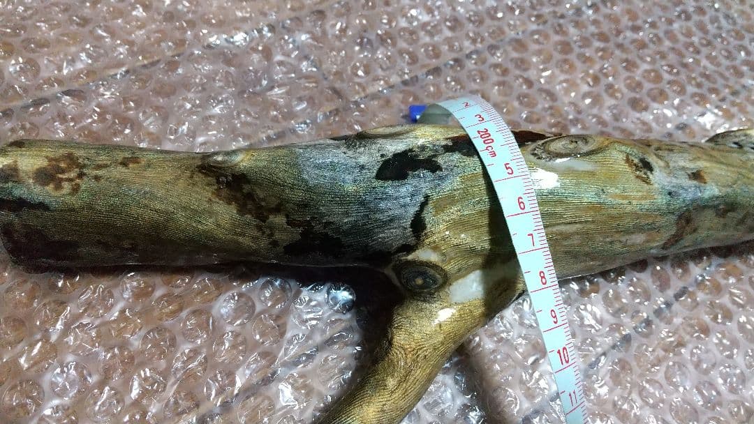 【弥生 6/5】深海松　レインボーコーラル　虹色珊瑚【大 650g】原木