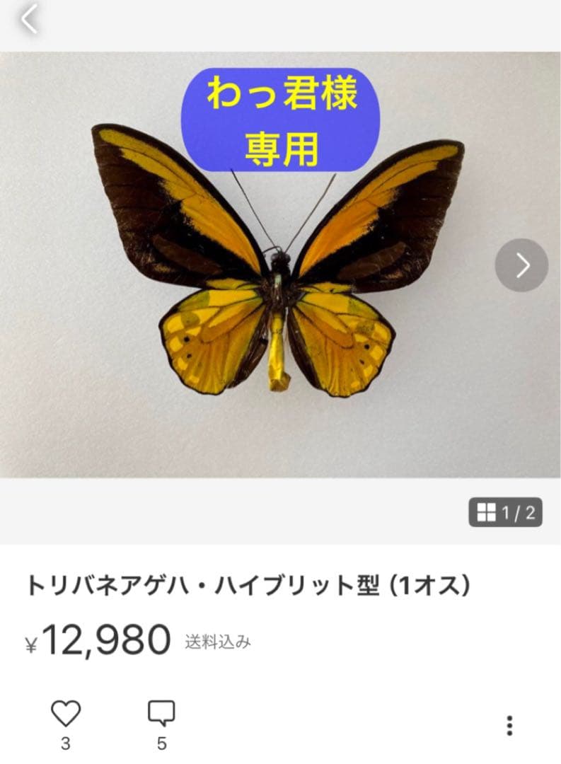 希少標本野外品マダガスカルチャイロミノケブカゾウムシ