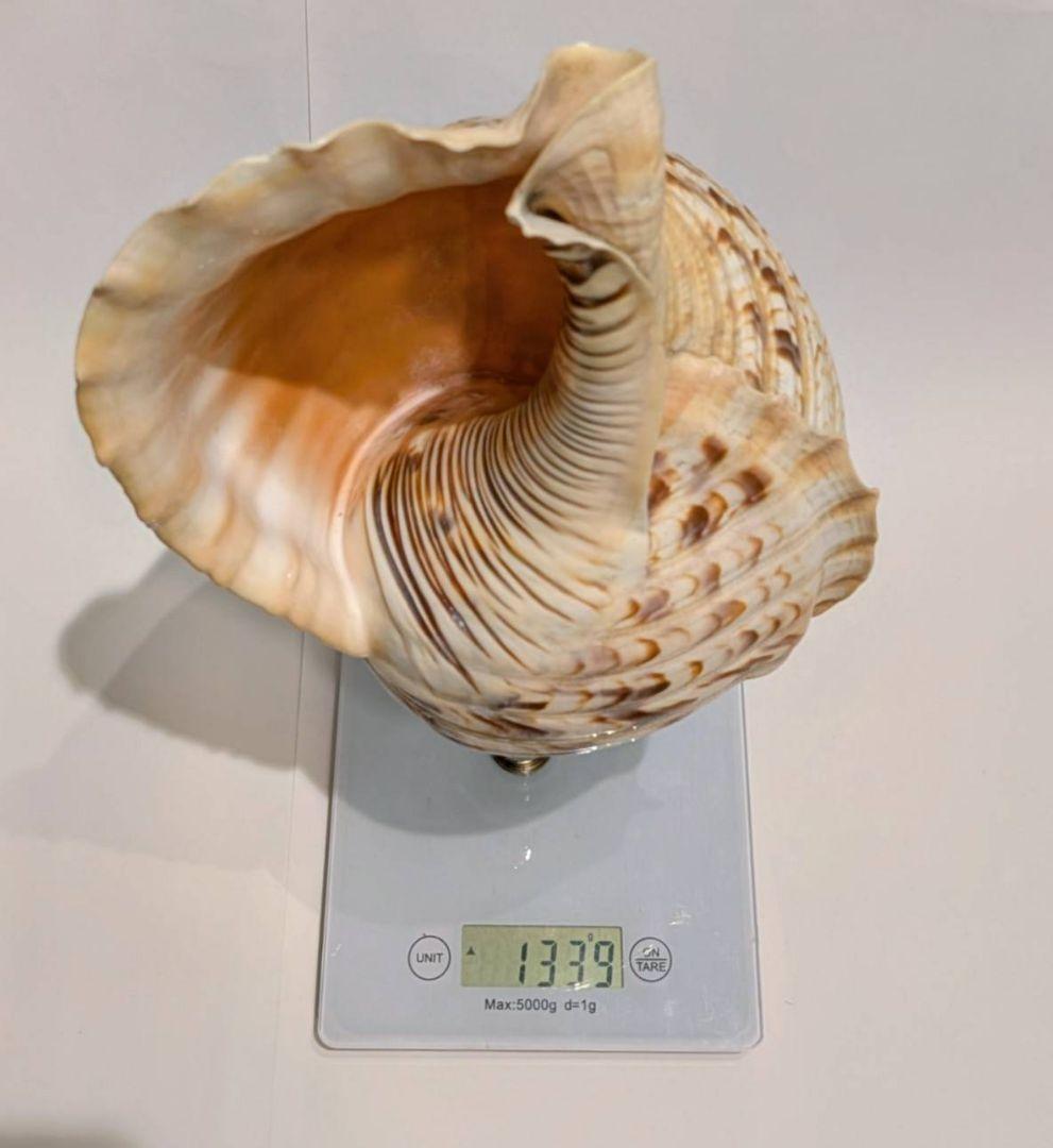 法螺貝　40.1cm 貝袋付き1339g 46000円　山伏　修験