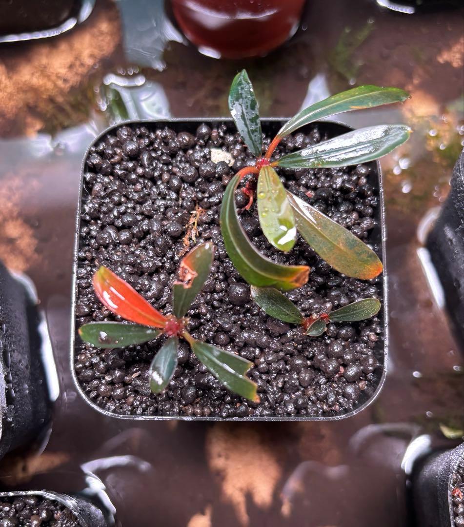 ブセファランドラ sp.Dark Paris 3株 - メルカリ