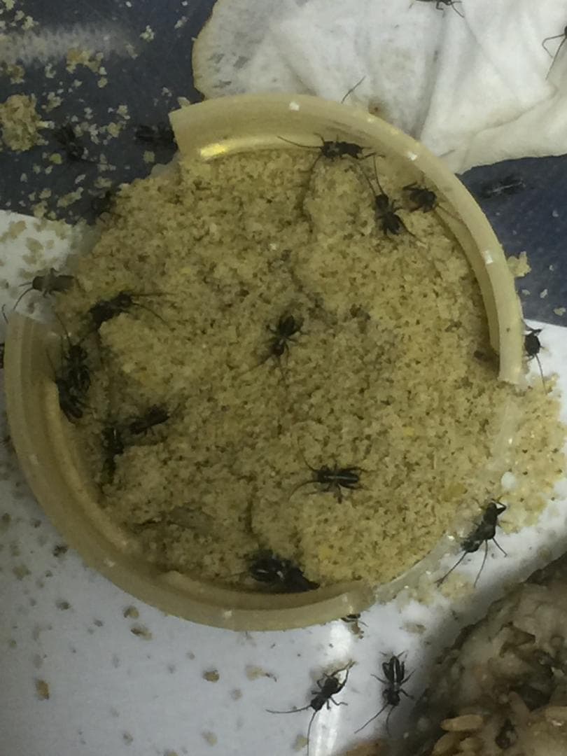 全国送料無料】 ぬ～とりフード 約10kg(500g×20袋)