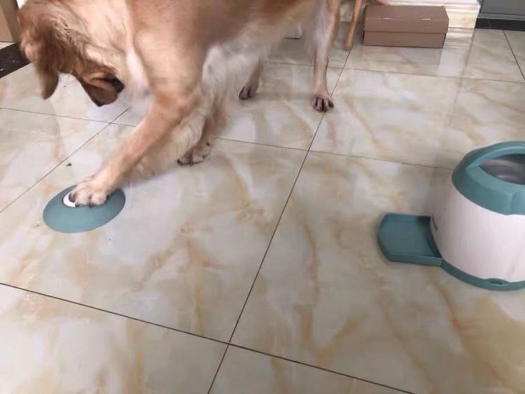 最新知育玩具】PetDroid 智食堡自動給餌器 IQトレーニング 留守番対策