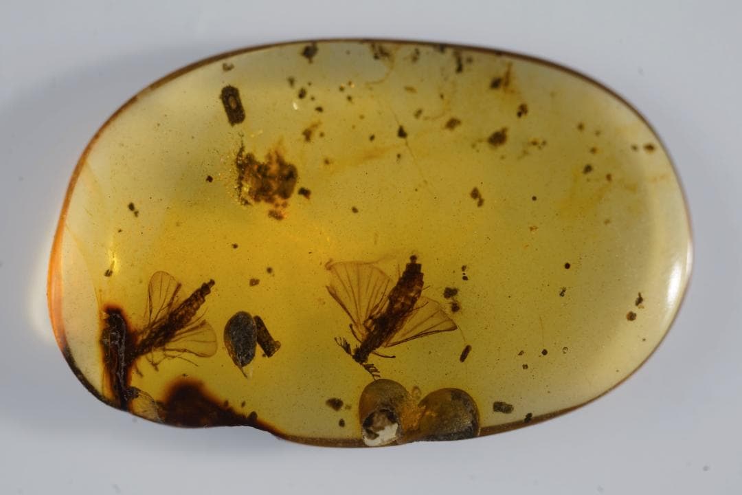 レア極上品 TT0102虫入り琥珀化石 ミャンマーカムティかタナイ9900万年