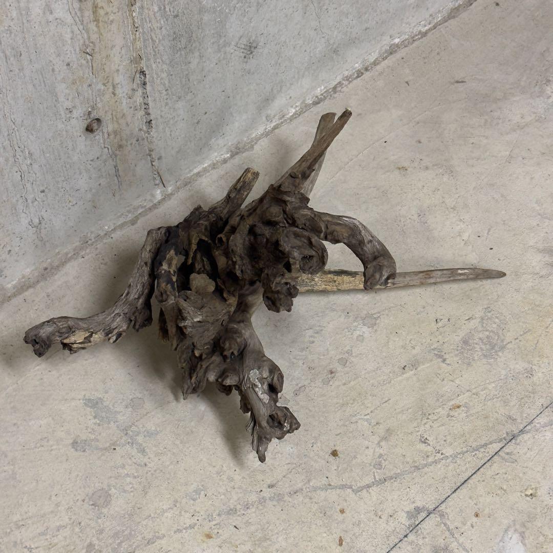 ADA ホーンウッド 流木 アクアリウム テラリウム