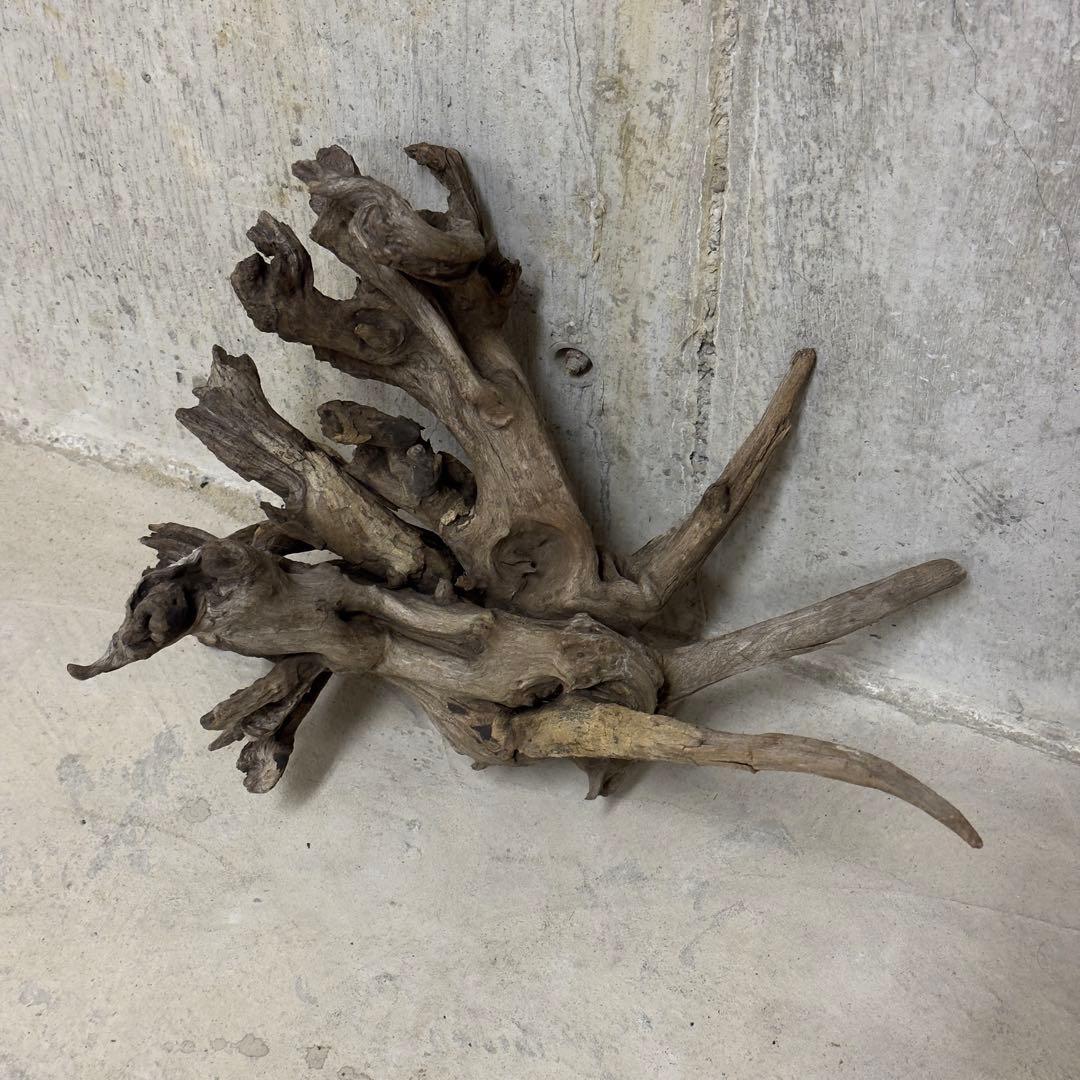 ADA ホーンウッド 流木 アクアリウム テラリウム