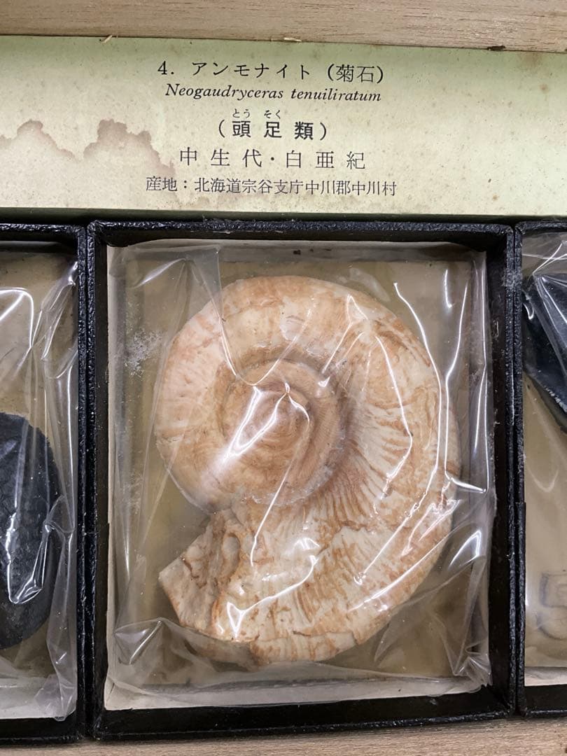 示準化石模型 5種セット 三葉虫 羊歯植物 床板さんご アンモナイトサメの