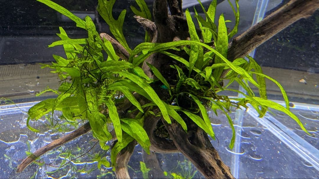 ADAミクロソリウムトライデントリーフ（葉数30）子株を自然活着させた