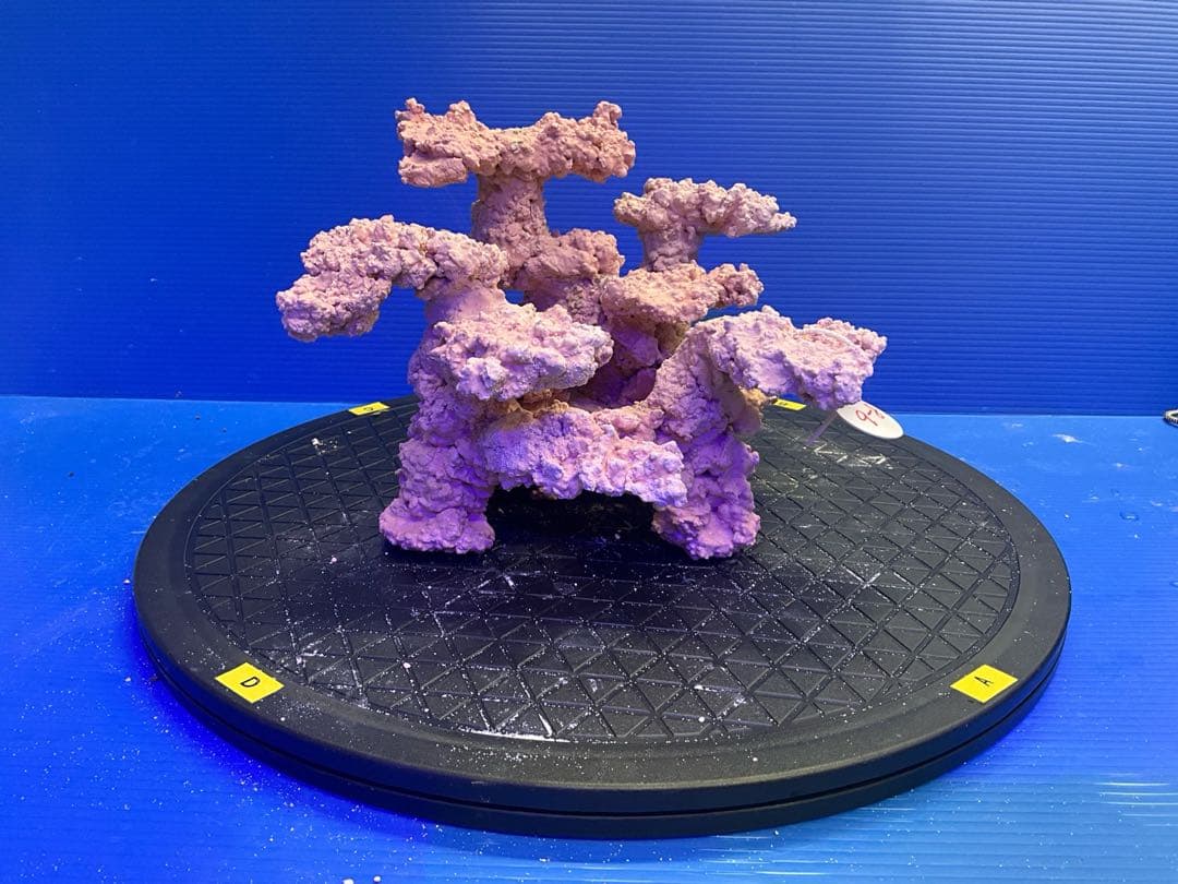 人工ライブロック. No.9-8 無害化処理済