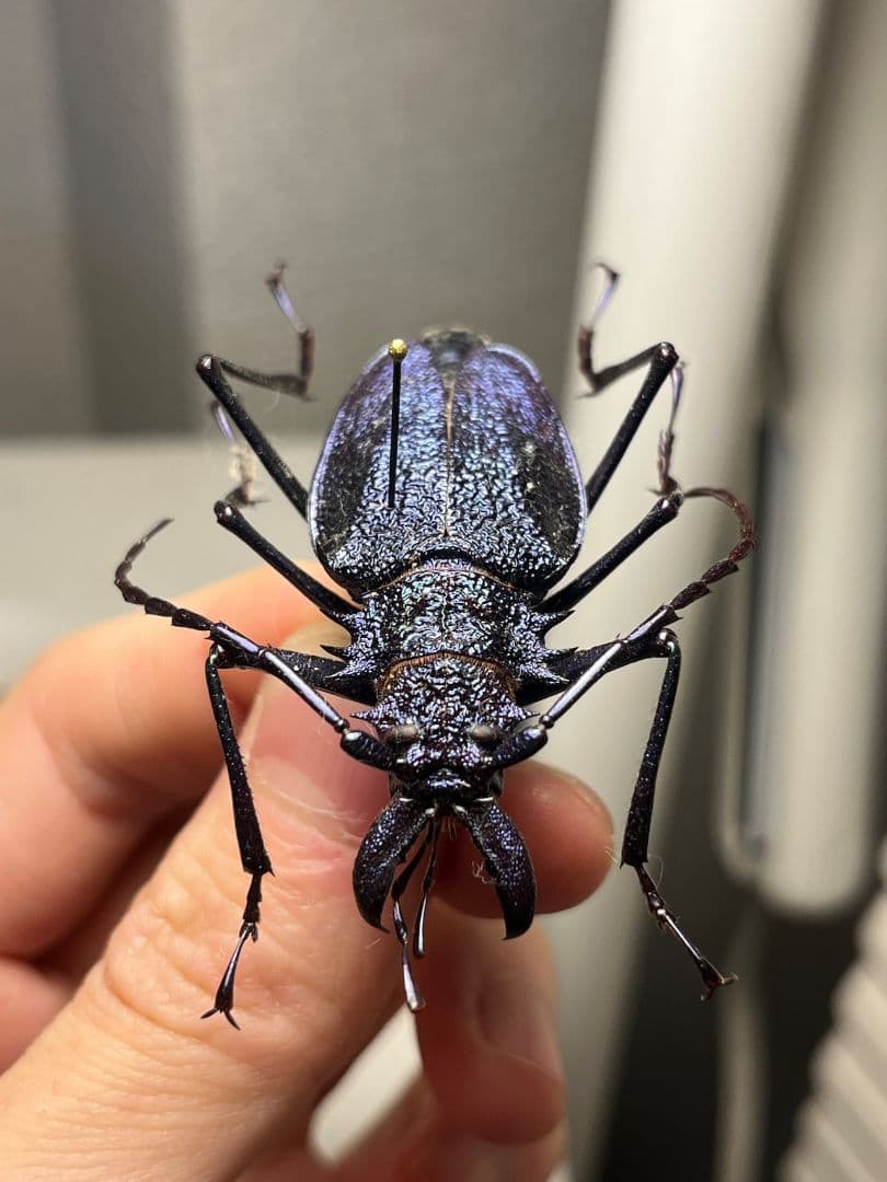 B品BLUE】ルリオニカミキリ ムラサキオニノコギリカミキリ 昆虫標本