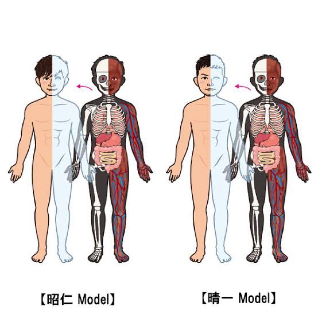 今月限定価格【最安値】ポルノグラフィティ 人体模型【レア】 - メルカリ