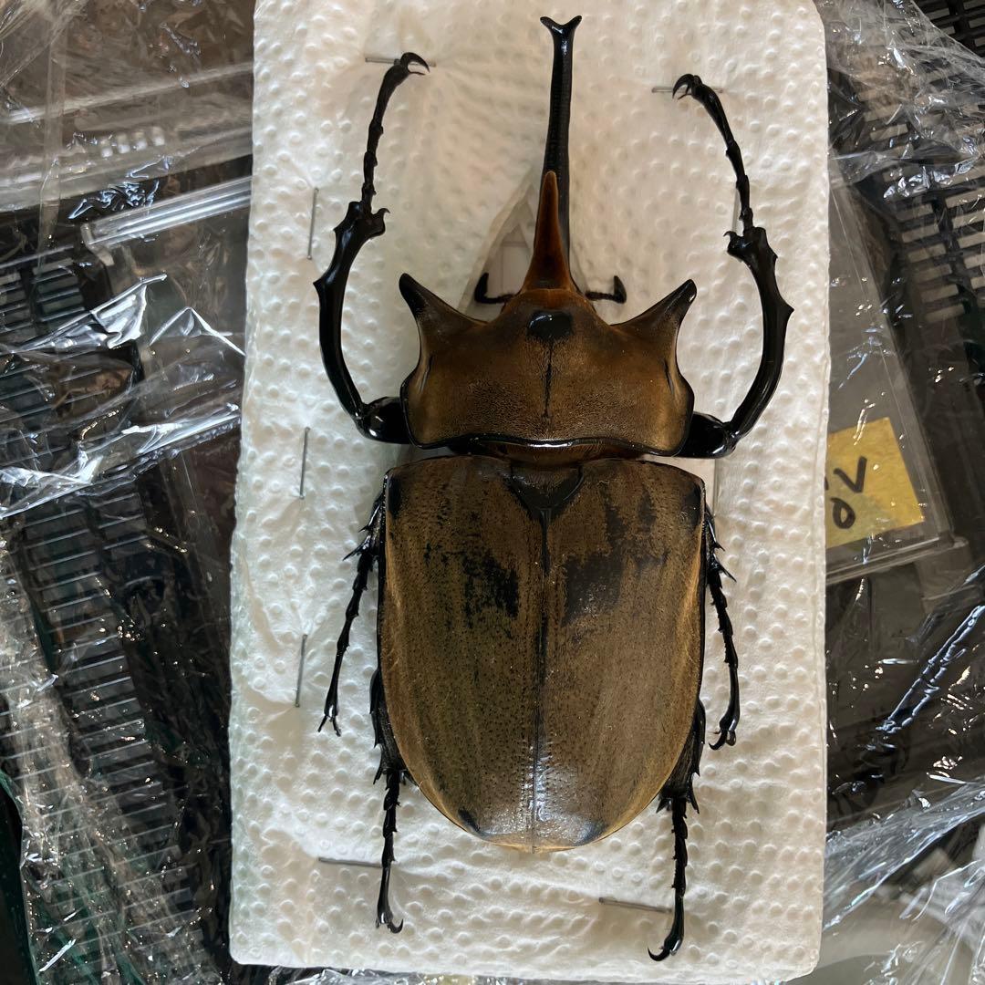 珍品1ペア】パルナシウス/P.Phoebus golobinus（アラスカ産）