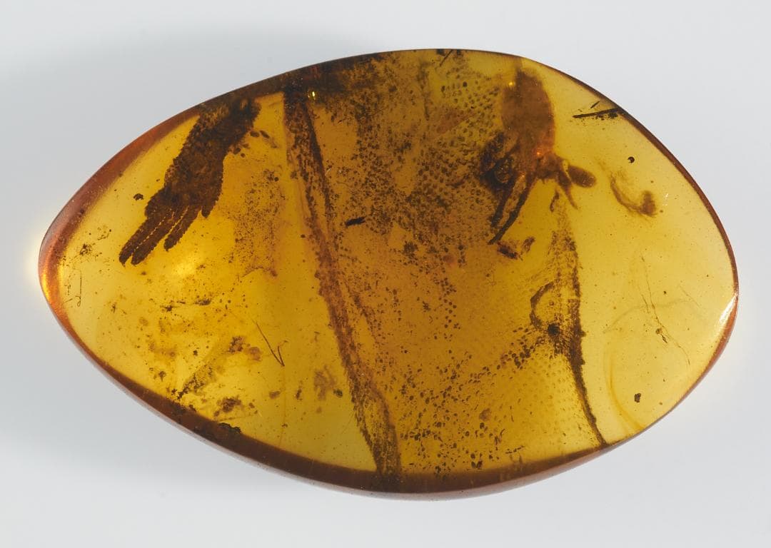 レア極上品 PA0046虫入り琥珀化石 ミャンマーカムティかタナイ9900万年