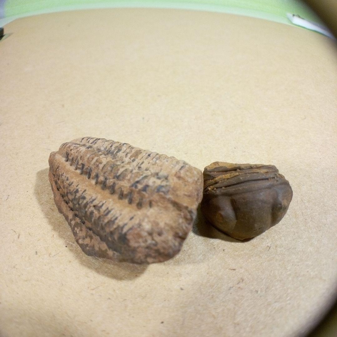 三葉虫 化石 fossil ボリビア産 レア Fossil判別②｜三葉虫 化石