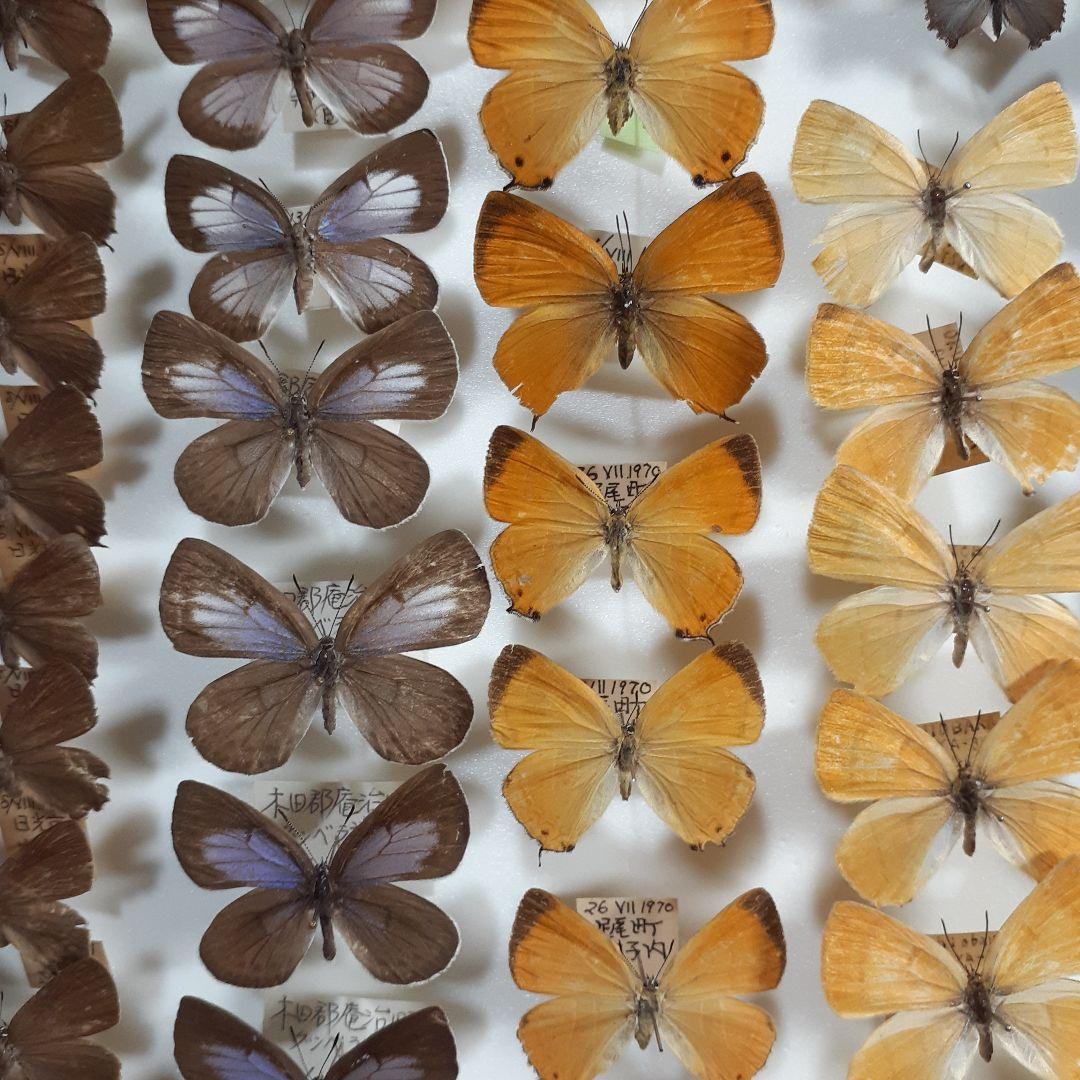 蝶標本 シジミチョウ22種180頭 大型ドイツ標本箱入り