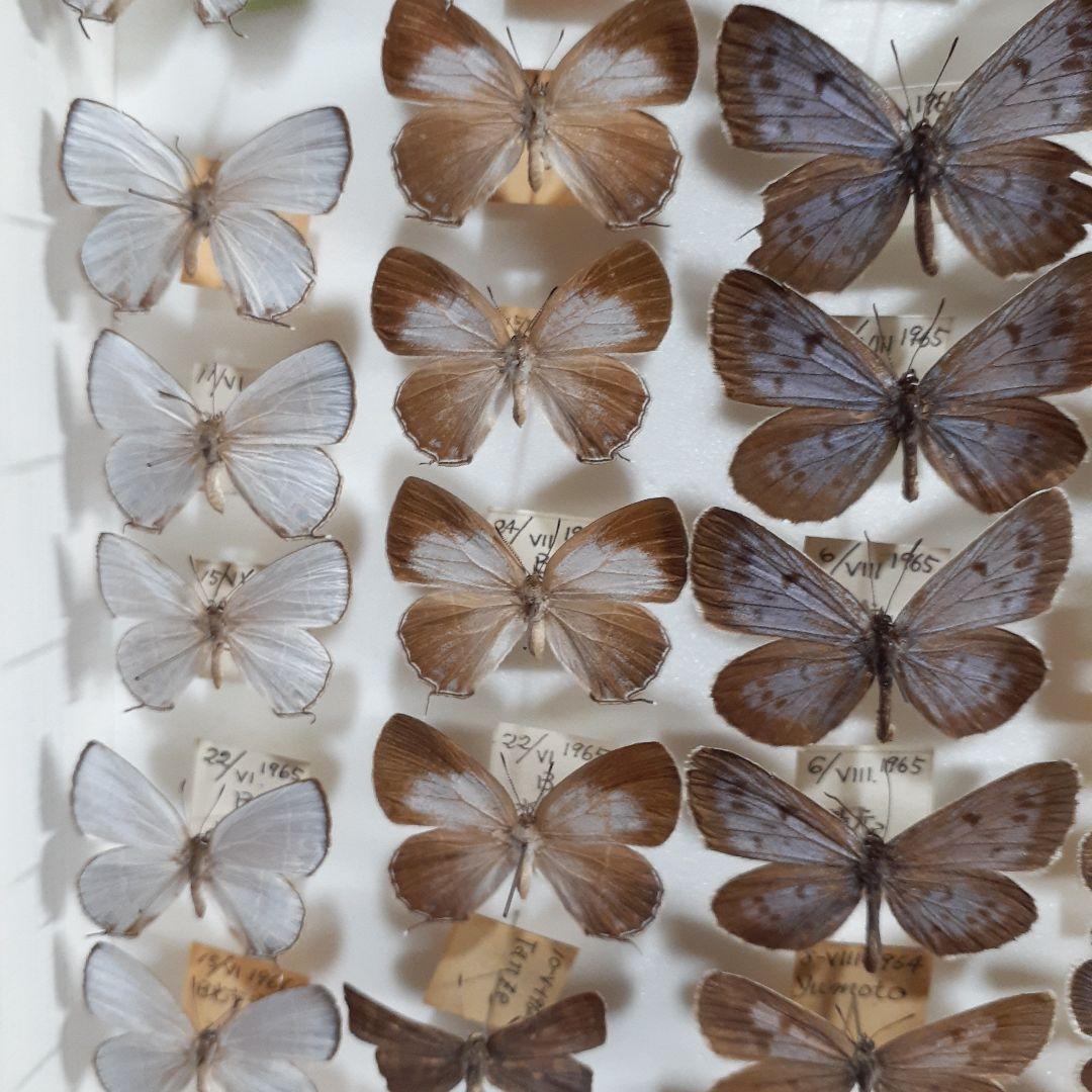 蝶標本 シジミチョウ22種180頭 大型ドイツ標本箱入り