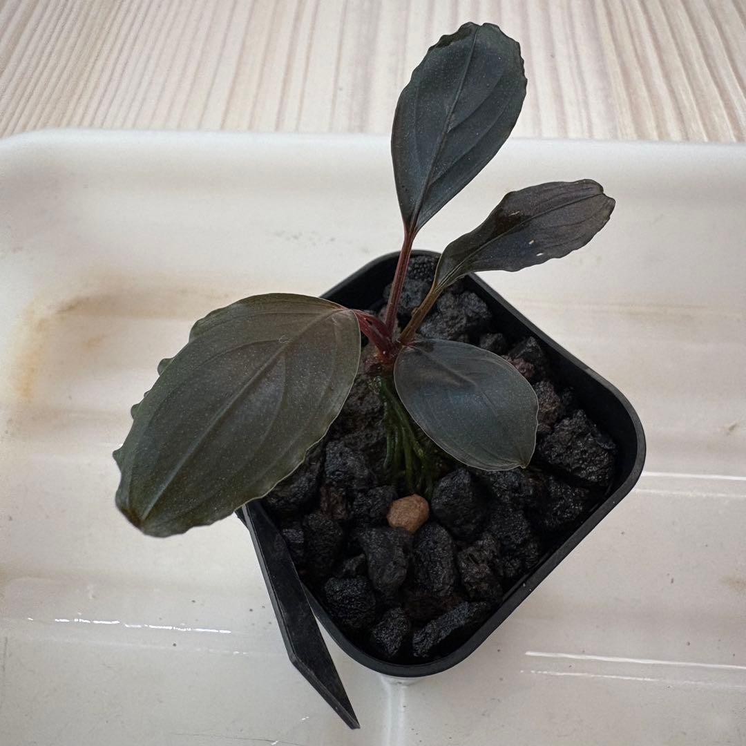 陰性水草の王様的存在【ブセファランドラ】Theia Blue 陰性水草の王様