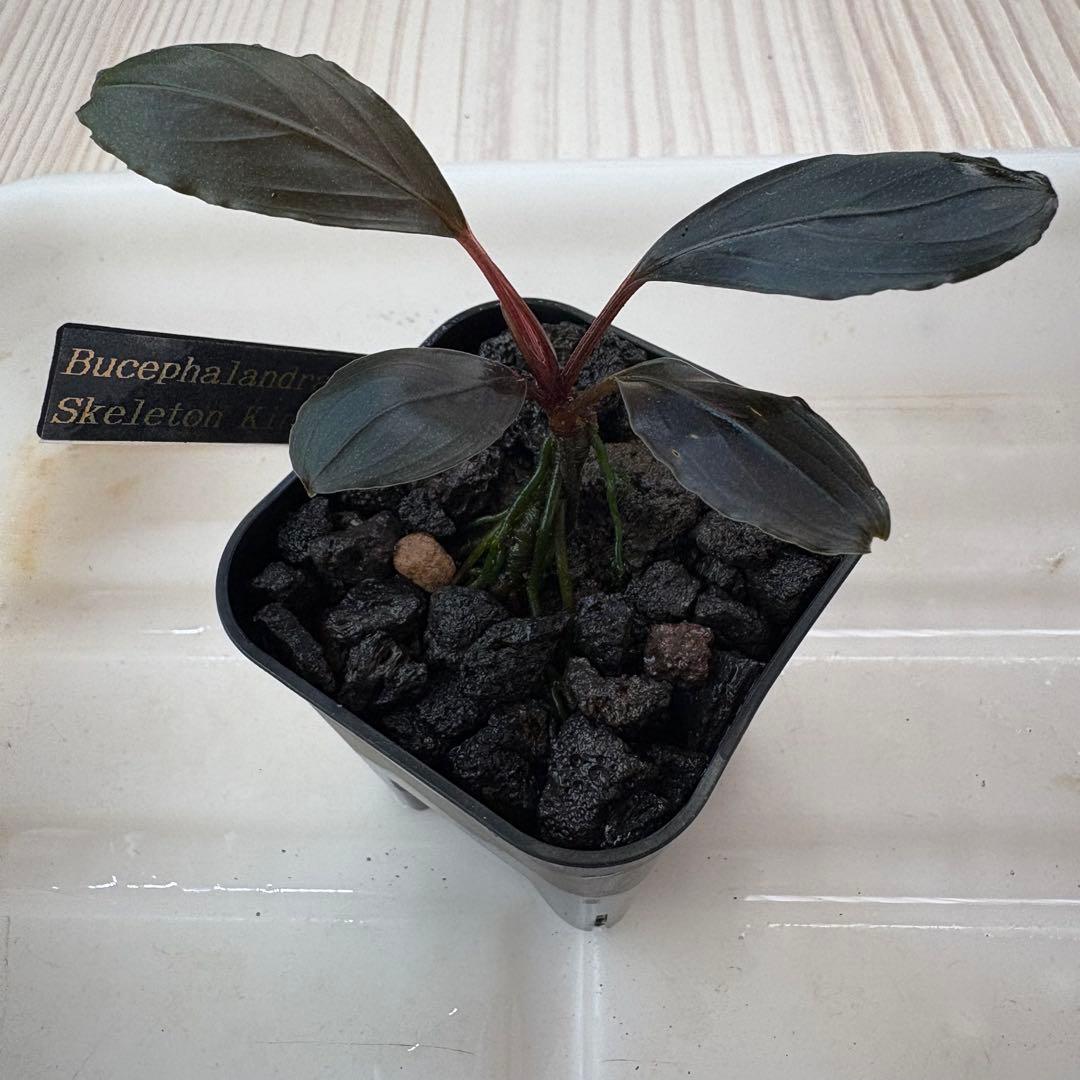 きえぴ様専用】ブセファランドラ 3種 水上葉 タグ付き