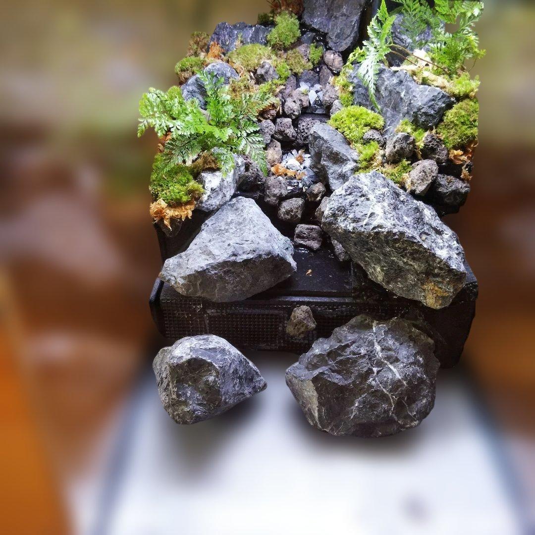 受注生産】60センチ水槽アクアテラリウム イモリウム 苔テラリウム