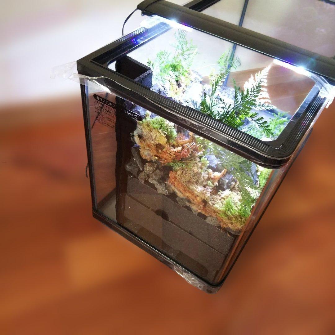 受注生産】60センチ水槽アクアテラリウム イモリウム 苔テラリウム