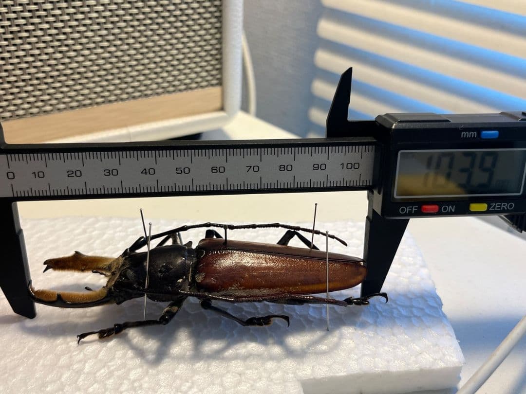 103mm】アラゲオオウスバカミキリ 甲虫昆虫標本タランチュラ 標本