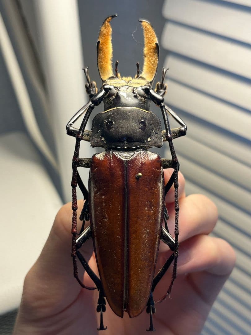 103mm】アラゲオオウスバカミキリ 甲虫昆虫標本タランチュラ 標本