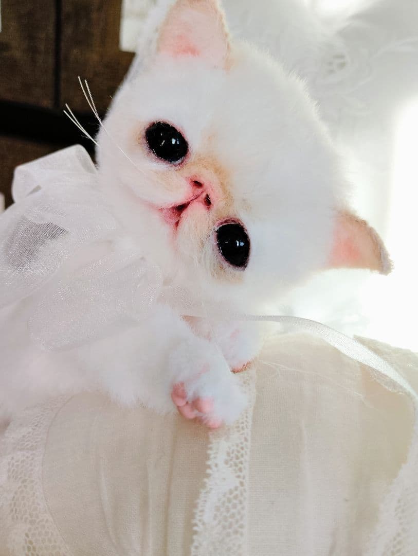 低 価格ハンドメイド・手芸 - エキゾチック子猫ちゃん♡くりりんオメメ