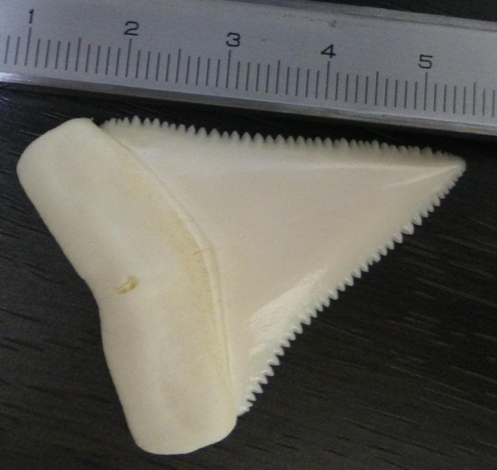 ホホジロザメの歯 ホホジロザメ 歯 牙 化石｜サメの歯（約5g～6g