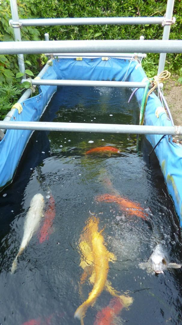 引取限定】錦鯉用ターポリンシート池（330cm×100cm×120cm 中古）