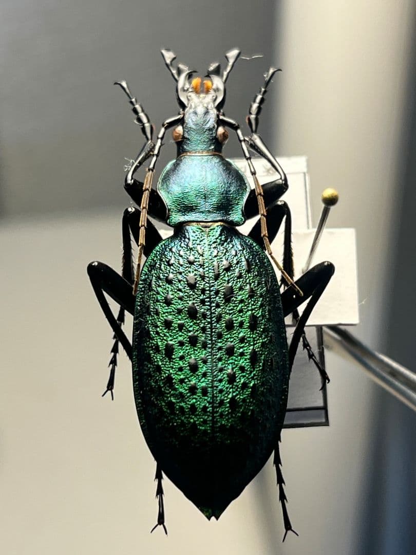 極美個体】アオカブリモドキ オサムシ標本 オサムシ マイマイカブリ