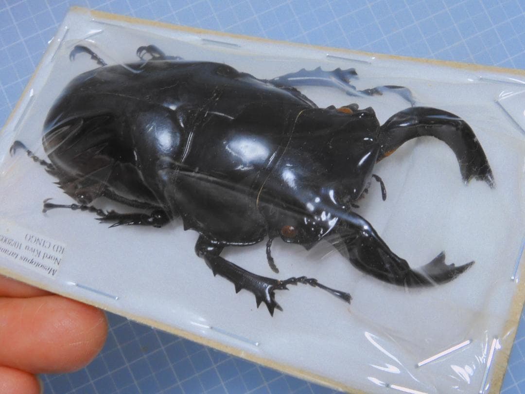 コンゴ産 タランドツツヤクワガタ 86mm