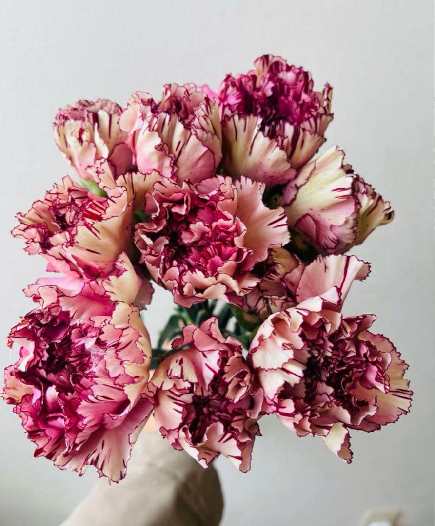 カーネーション 多色セット 7色カーネーション＋焼き菓子セット