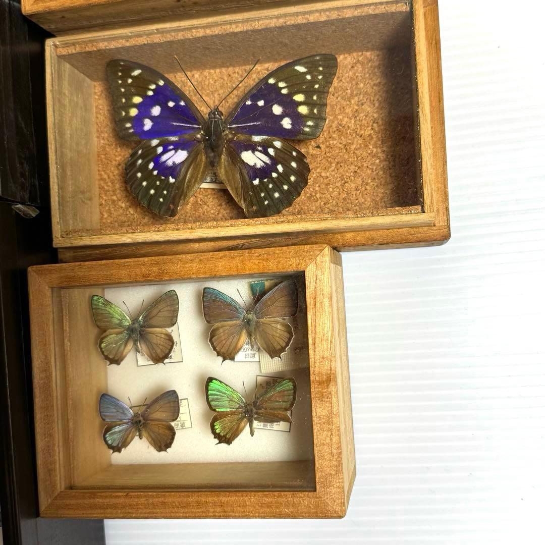 蝶々標本 ブルメイアゲハ ヒイロツマベニチョウ おおむらさきなど