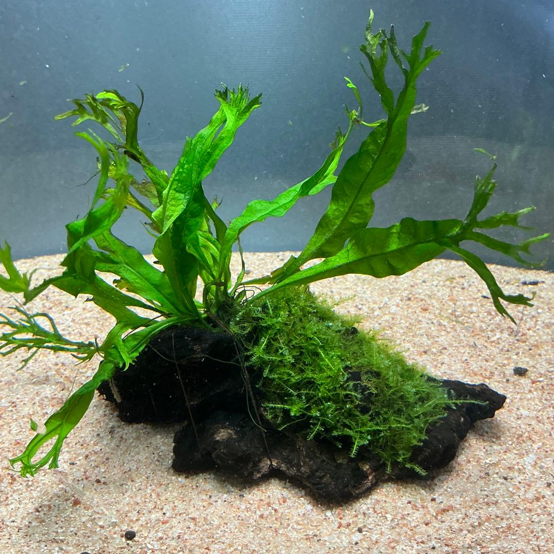 Eagle Desert様 リクエスト 4点 まとめ商品 水草