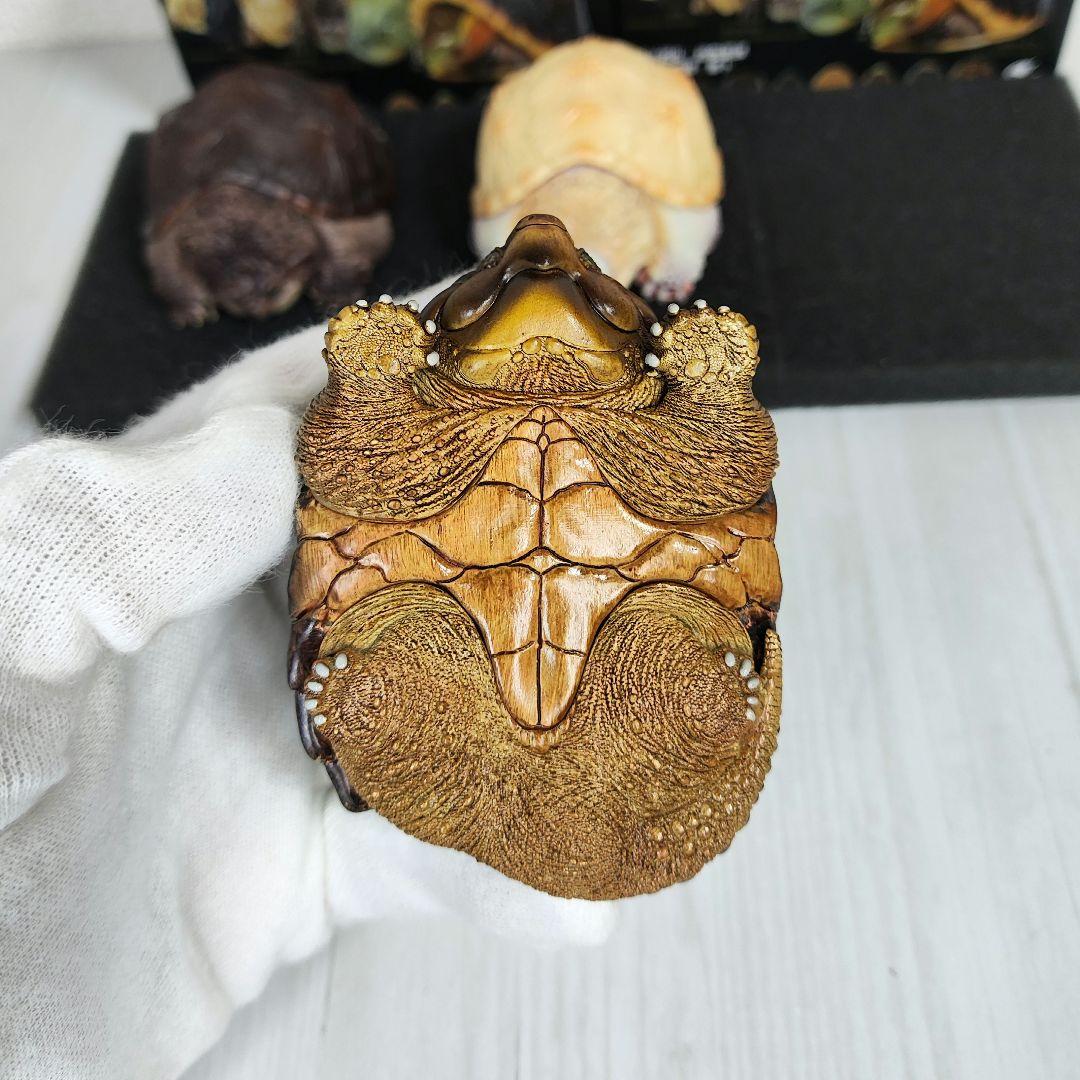 動物の惑星】☆激レア☆第1弾亀廃盤品ワニガメ+カミツキガメ