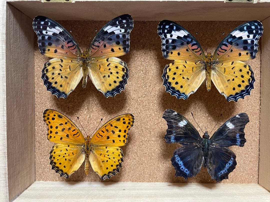 蝶標本 Caraxes フタオ 東南アジア①研究産地別コレクション 大型