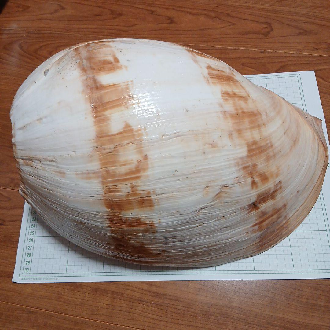 貝殻標本 ヤシガイ