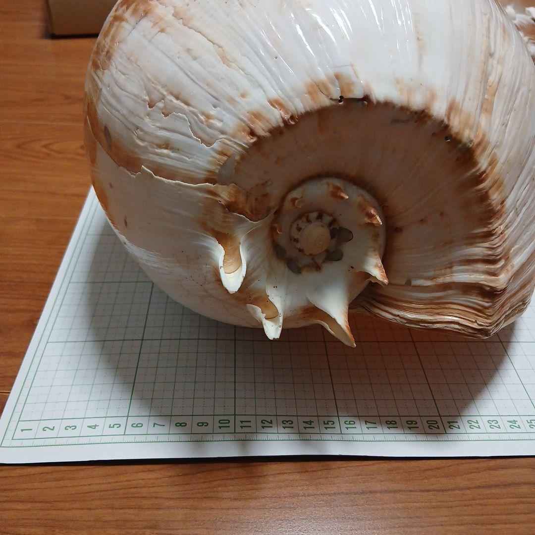 貝殻標本 ヤシガイ