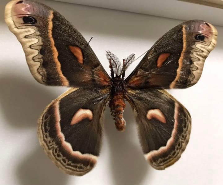 蛾 標本 セクロピアサン ♂ - メルカリ