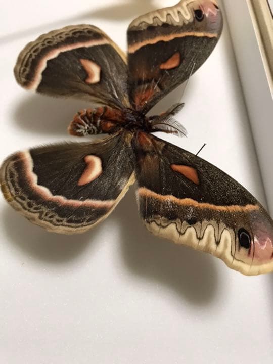 蛾 標本 セクロピアサン ♂ - メルカリ