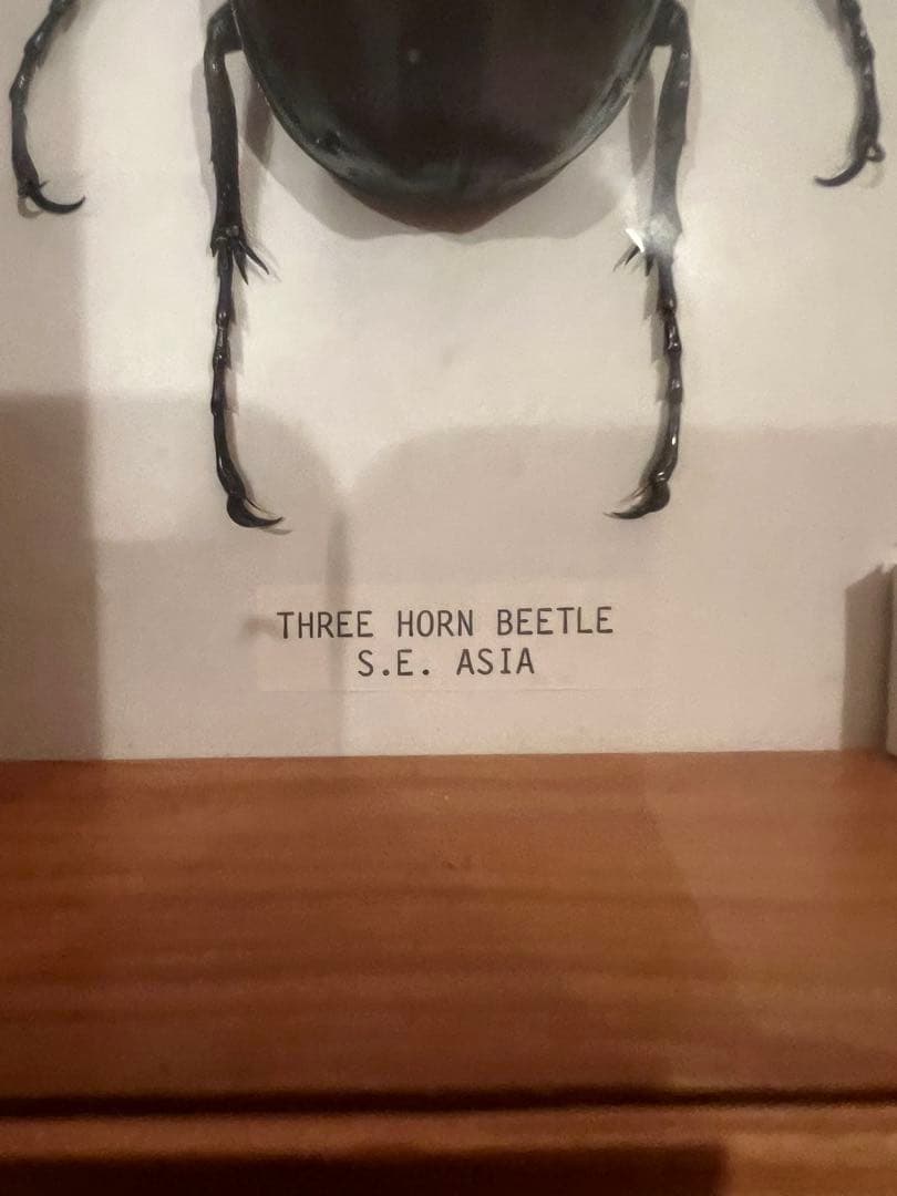 三本角クワガタ標本 S.E.アジア産