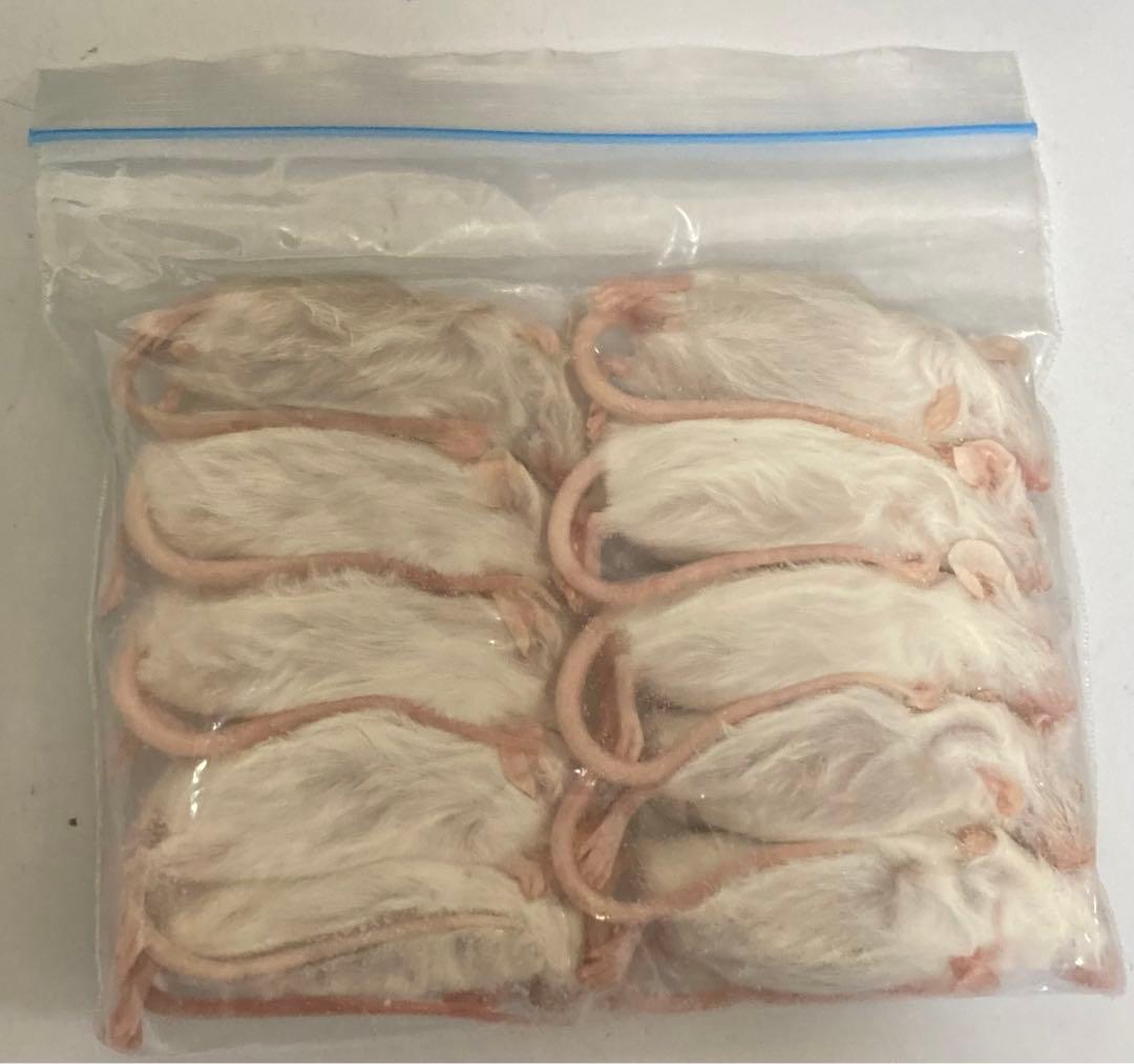 即購入OK！】国産冷凍マウスアダルトLL50匹入@地域限定