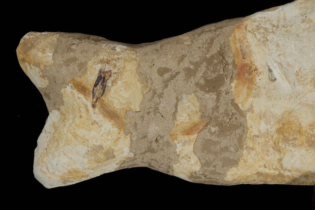 白亜紀前期 サンタナ層産 古代魚化石 クラドキクルス 古生物化石 標本