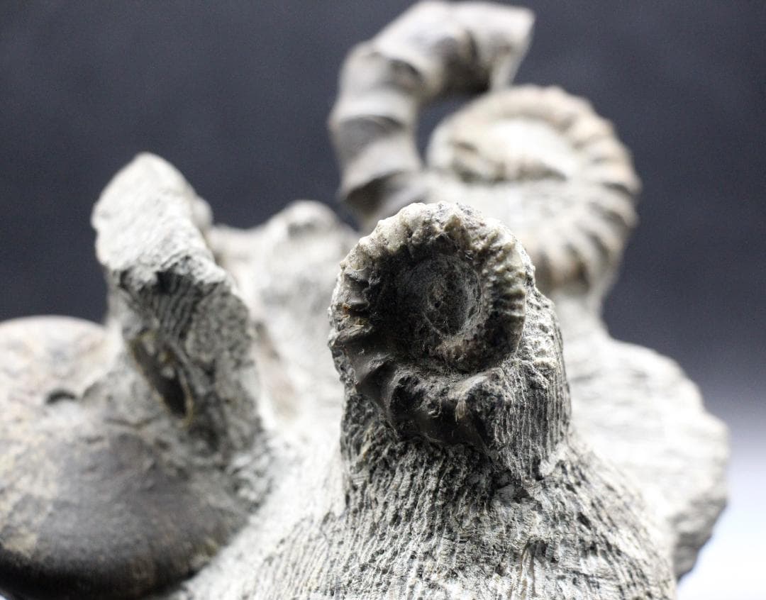 限定値下げ中】博物館級 異常巻 アンモナイト 7化石密集 アイノセラス