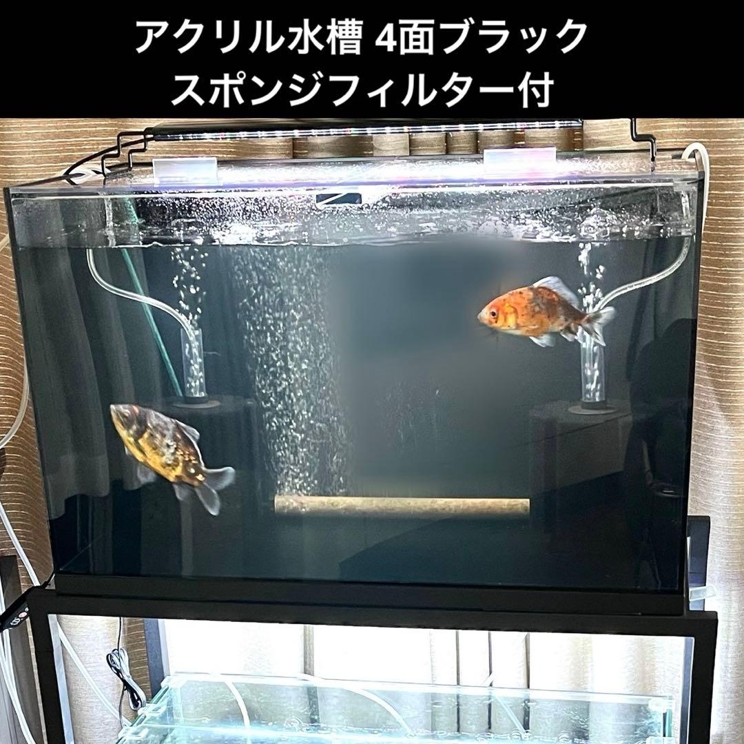 アクリル水槽 60センチ 4面ブラック スポンジフィルター付